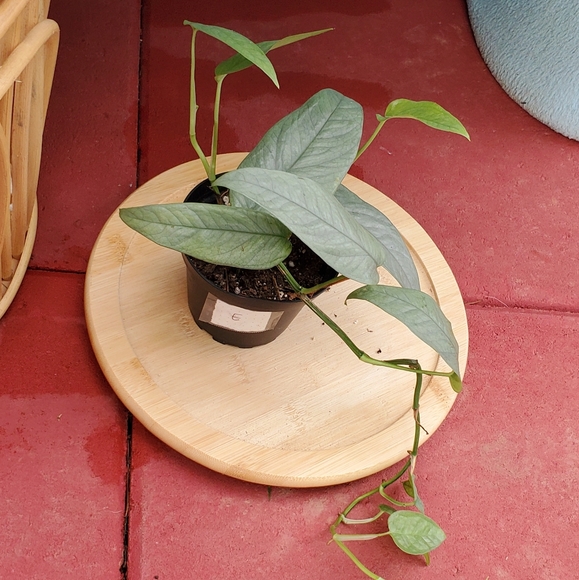 Cebu Blue Pothos 3" pot - Picture 2 of 4